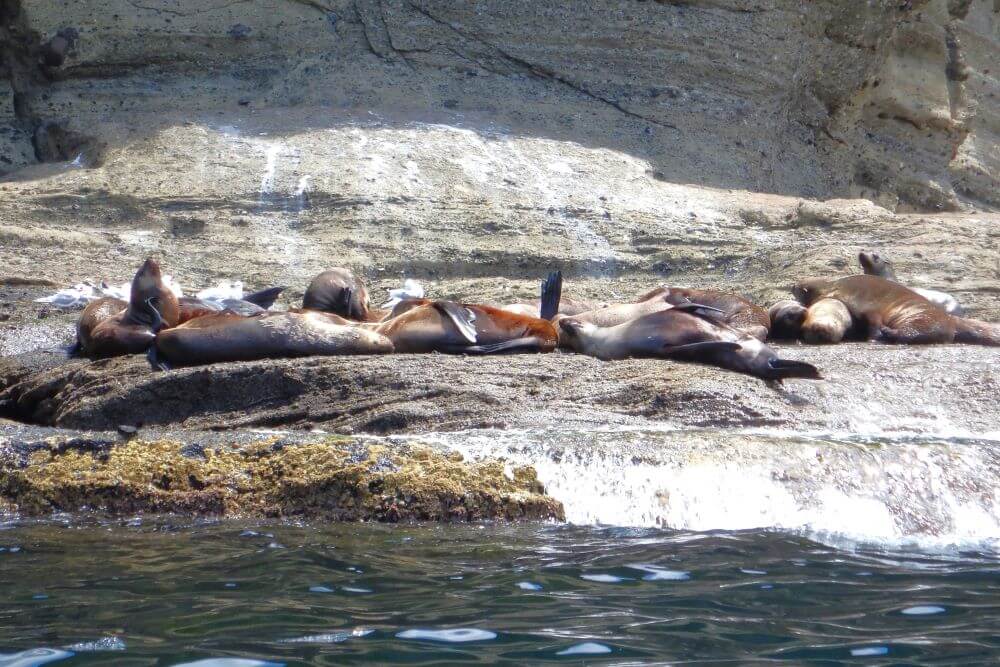 Cape Bridgewater Seals