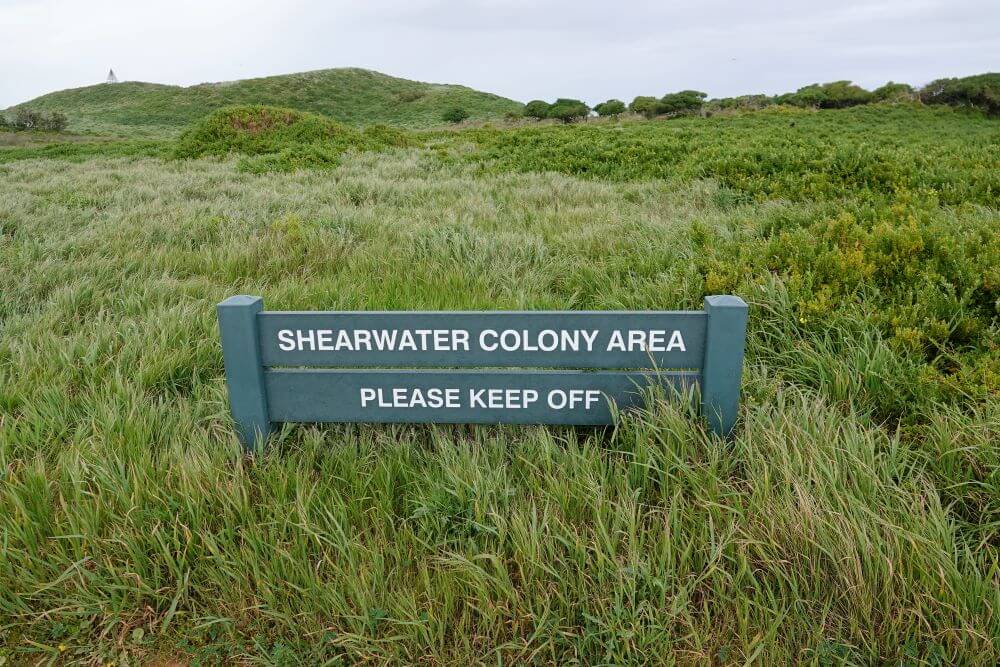 Shearwater Colony