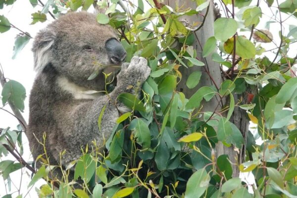How To Enjoy the Kennett River Koala Walk