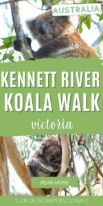 Kennett River Koala Walk 