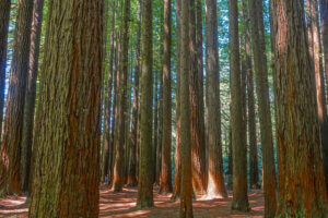 The Redwoods The Otways National Park