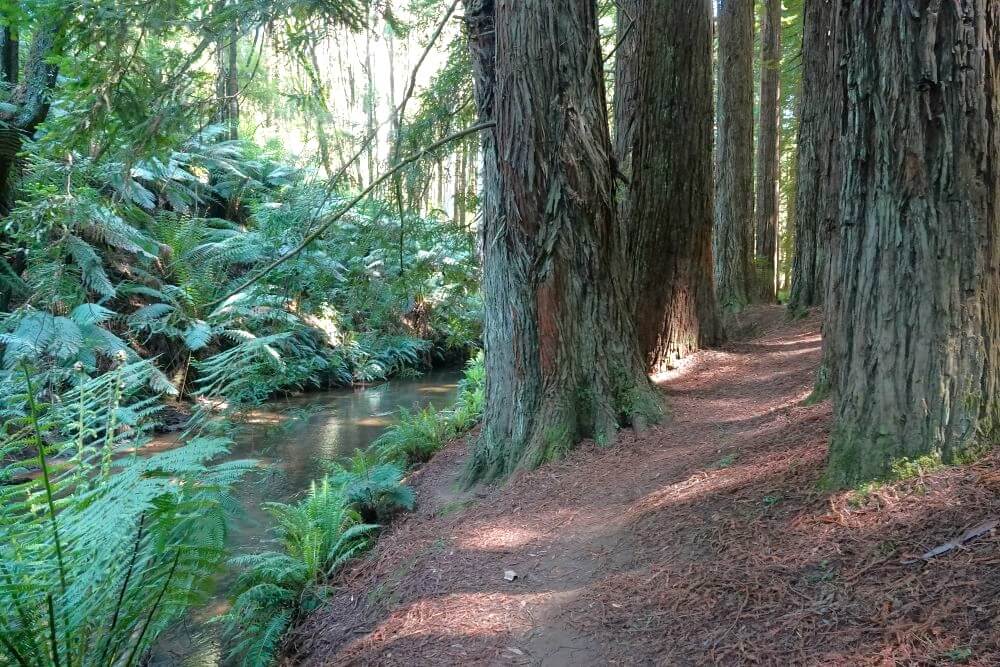 The Redwoods - The Otway National Park