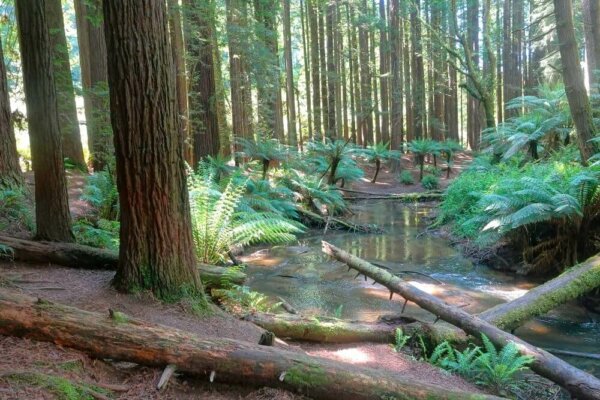 Discover the Magic of the Redwoods in Otway National Park