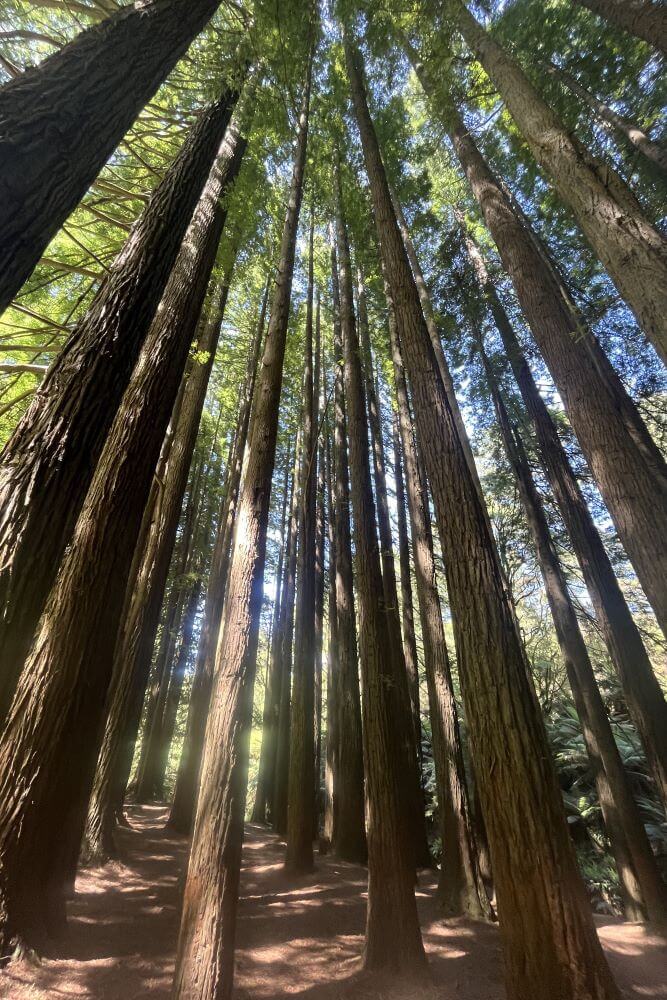 The Redwoods 