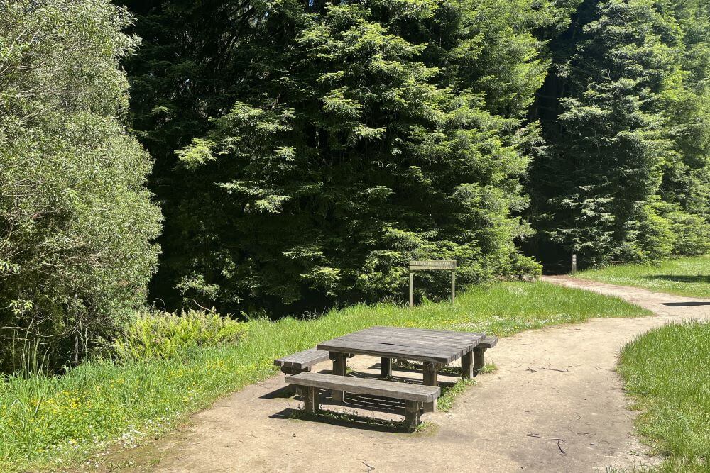The Redwoods Picnic Area