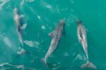 Eden Wildlife Cruise - Dolphins