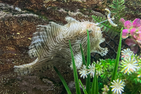 Merimbula Aquarium Review
